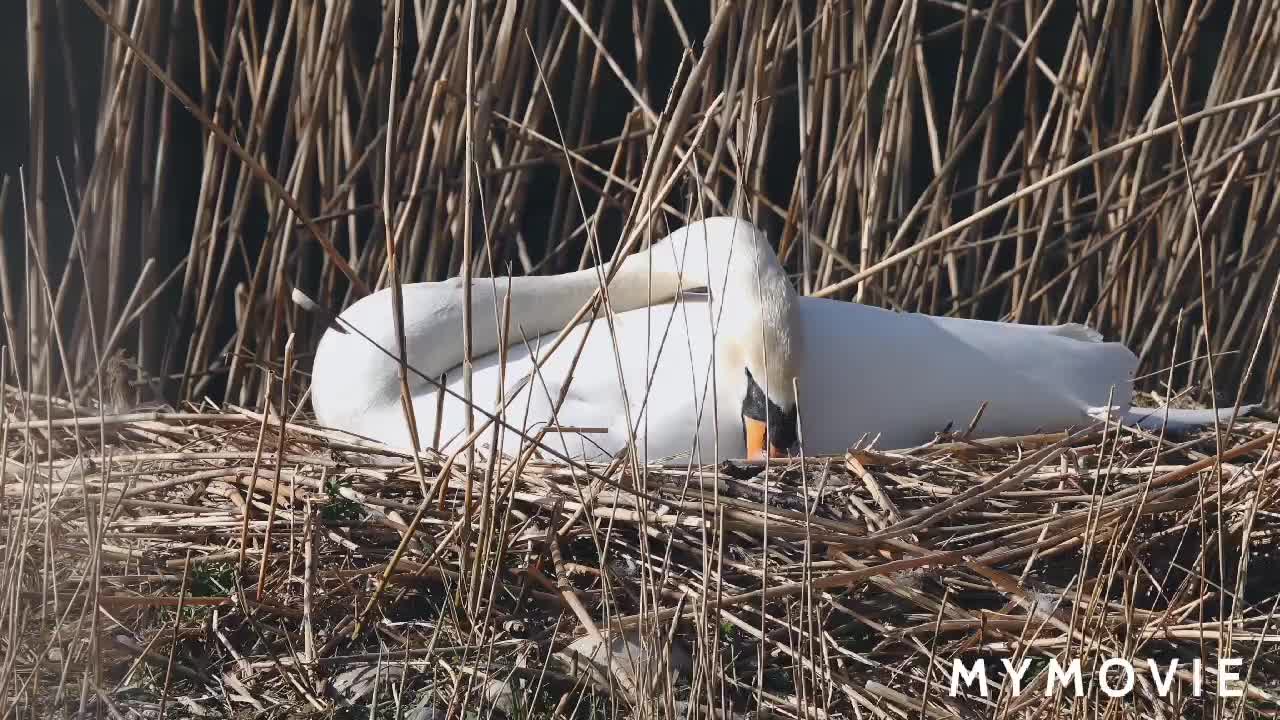 Mix inemal birds video