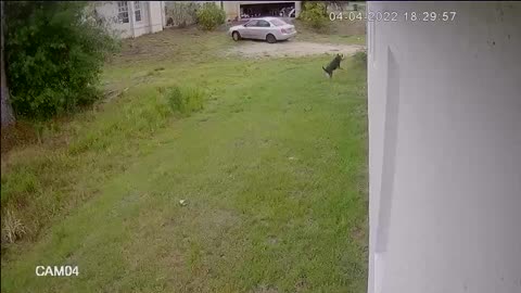 Taking the Dog Out