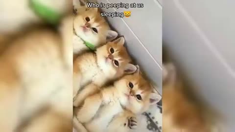 Funny cats video clips try not to laugh