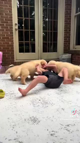 Funny dog puppies video