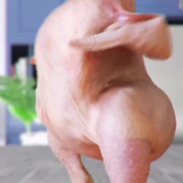 Chicken 🐔 amazing dance