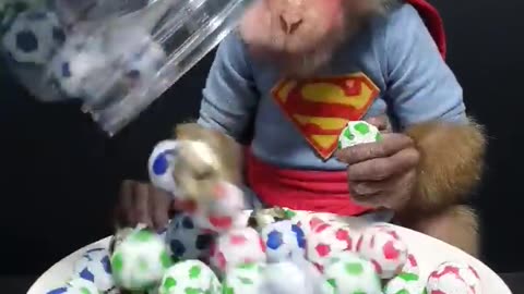 Cute Baby Monkey Eats Candy Balls