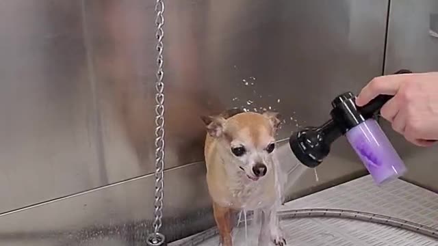 Funny Chihuahua