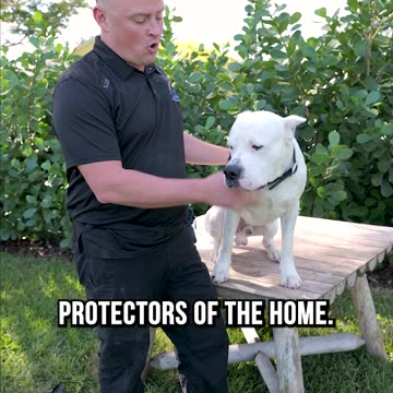 So You Think You Want a Dogo Argentino?