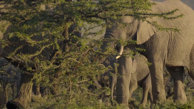 Herd of Elephants in Kenyan Reserve