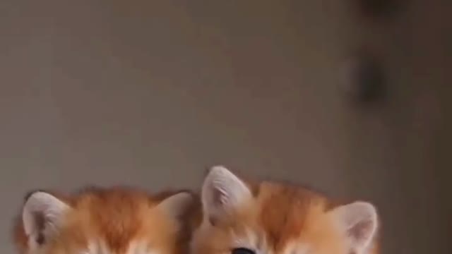 Cat lover