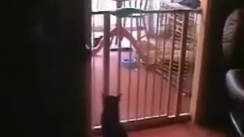 Funny cat trys to jump over baby gate
