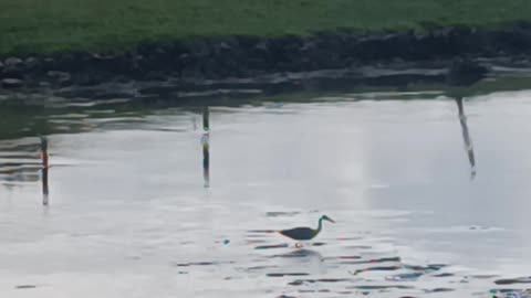 Heron at hunt as tide fills up