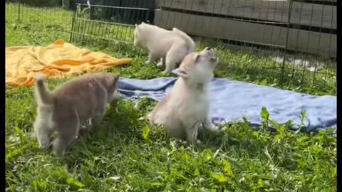 How can you not fall in love these puppies...