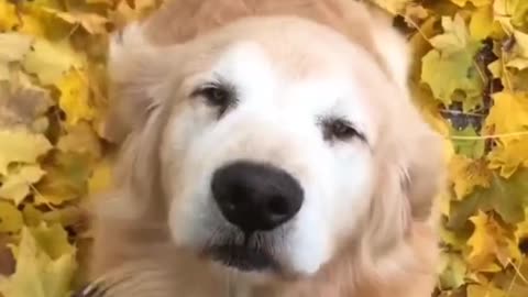 Funny Dog