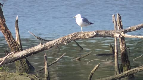 430 - Herring Gull And Great Blue Heron