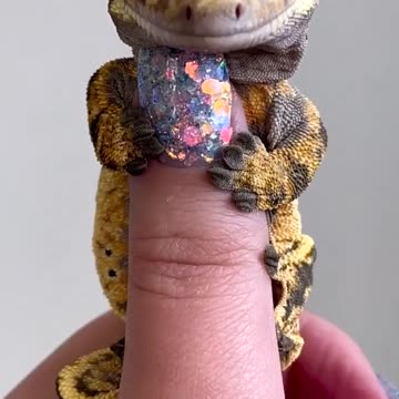 "The Lil Dragon Lizard: A Burst of Fire and Cuteness in One Tiny Creature!"