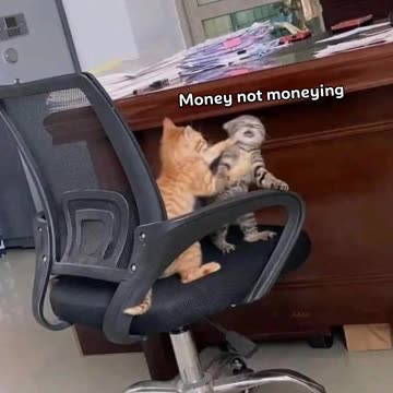 Funny Cat's Face 😂# funny animals#cats#faunny Cat's 2023#Enjoy