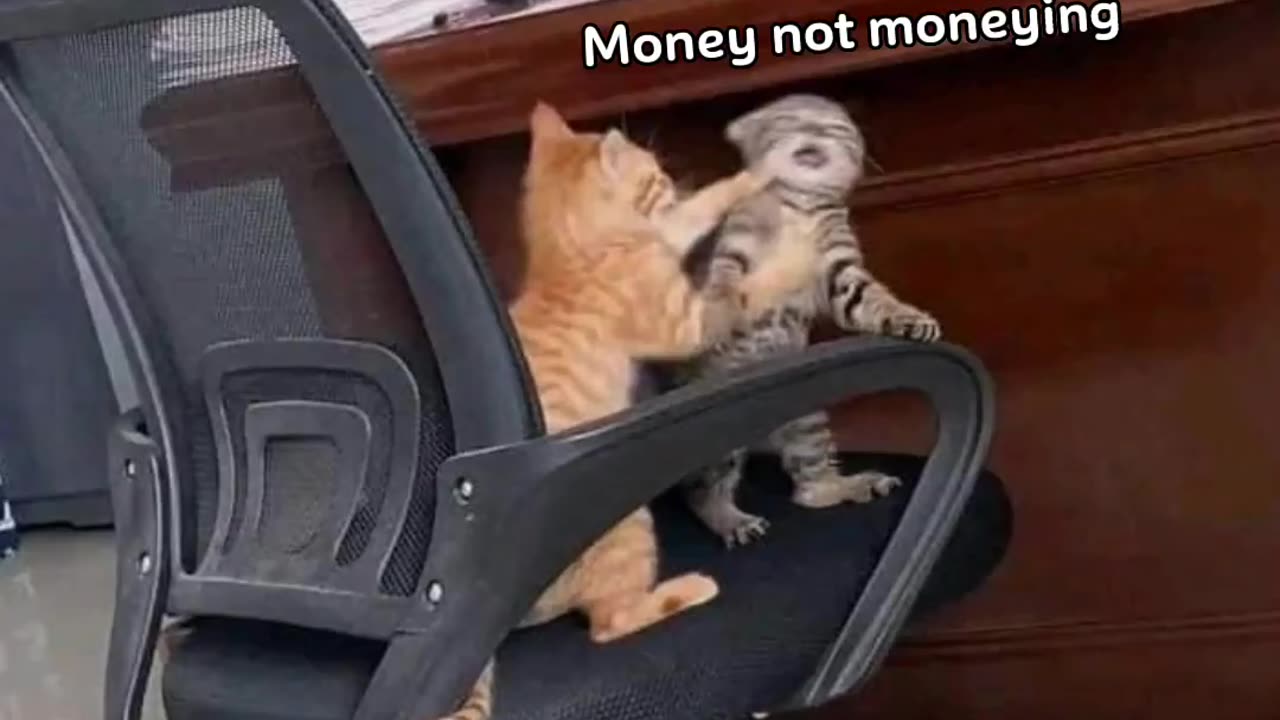 Funny Cat's Face 😂# funny animals#cats#faunny Cat's 2023#Enjoy