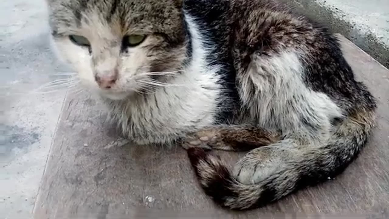 Cute cats eating food.