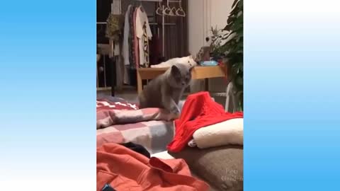 Top Funny Cat Videos of The Weekly - TRY NOT TO LAUGH #108