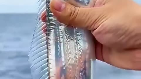 জীবিত ছুরি মাছ দেখুন _ Saw this ribbon fish when i travelled in the sea #fishing #fish #shorts