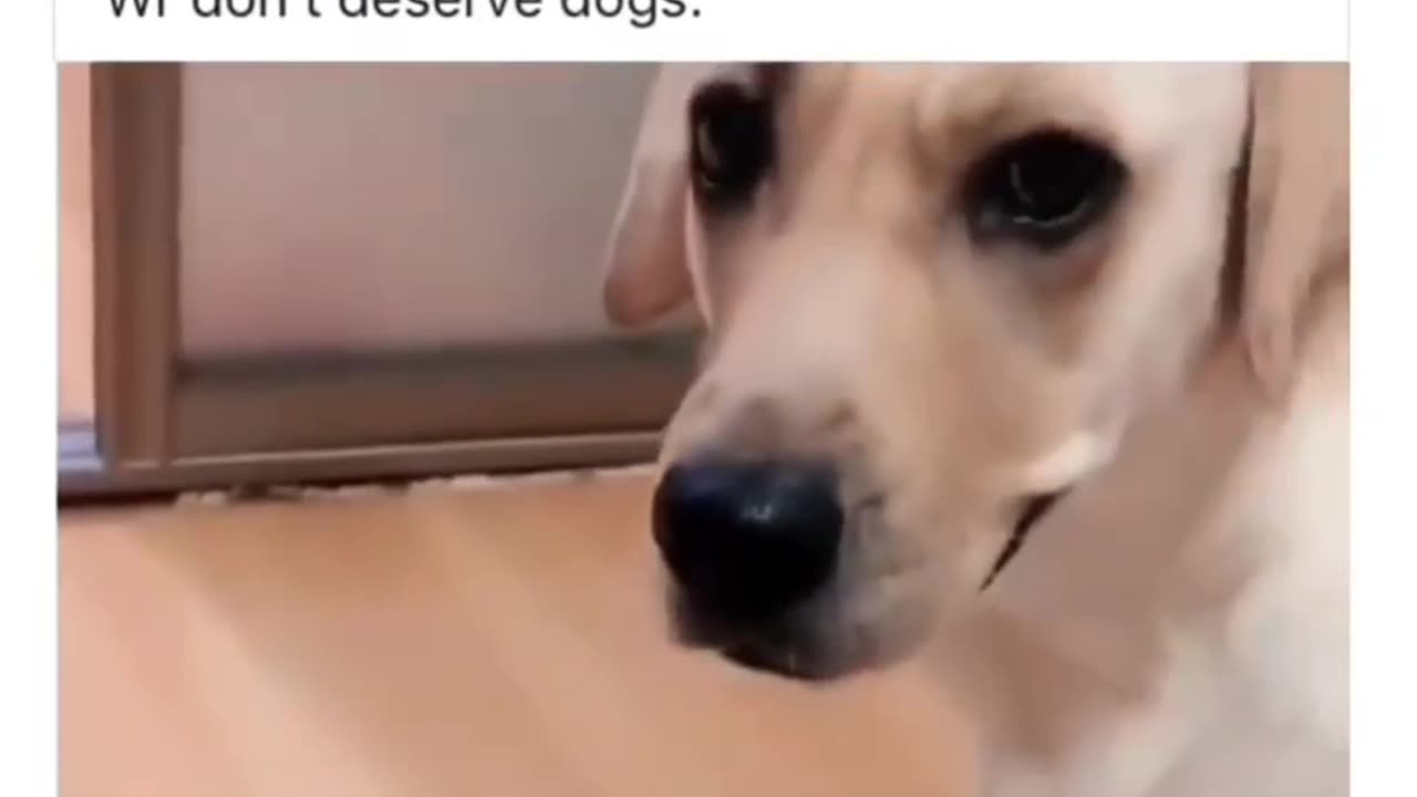 Dog Stops Person From Messing with Their Baby Puppy