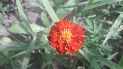 Humble marigolds