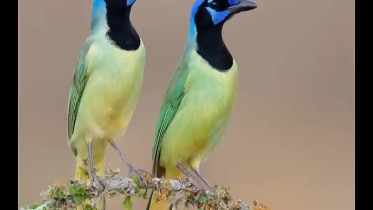 Awesome & amazing Nature beauty || The Most beautiful birds in earth #nature