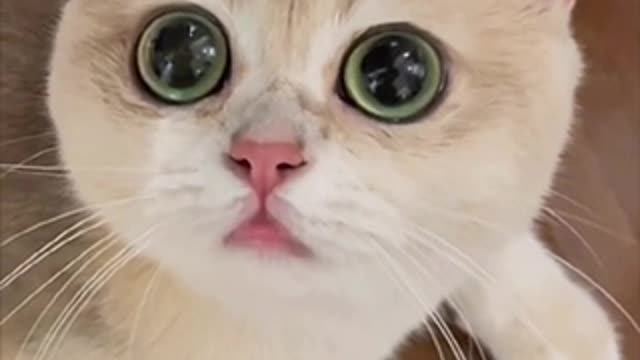 A cat with big eyes