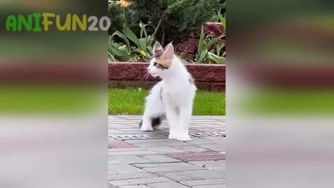 best funniest animal videos 2023🤣