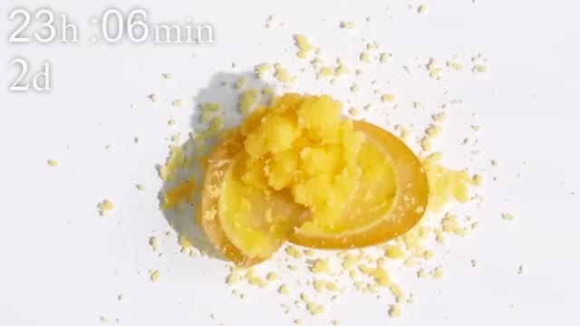 Egg VS Ants Timelapse