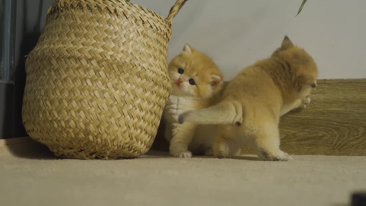 Kitten Pudding Show Who Is The Boss Of The House With Other Kittens