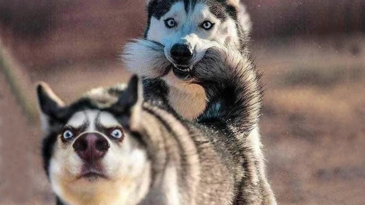 Funny Animals 2023 That Will Keep You Laughing For Hours😍Funniest Animals Videos