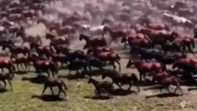 A mighty herd of horses galloped on the grassland. It's spectacular.