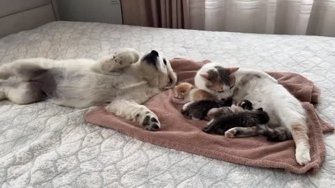 Golden Retriever Puppy Reacts to Baby Kittens [Cuteness Overload]