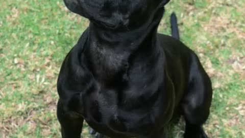 Pit bull