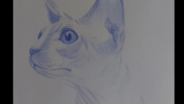 Desenho com caneta - Gato Sphynx