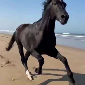 Black Horse Running On The Beach | Animals Axis