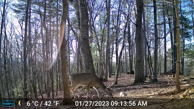 The Woods – 01/27/2023