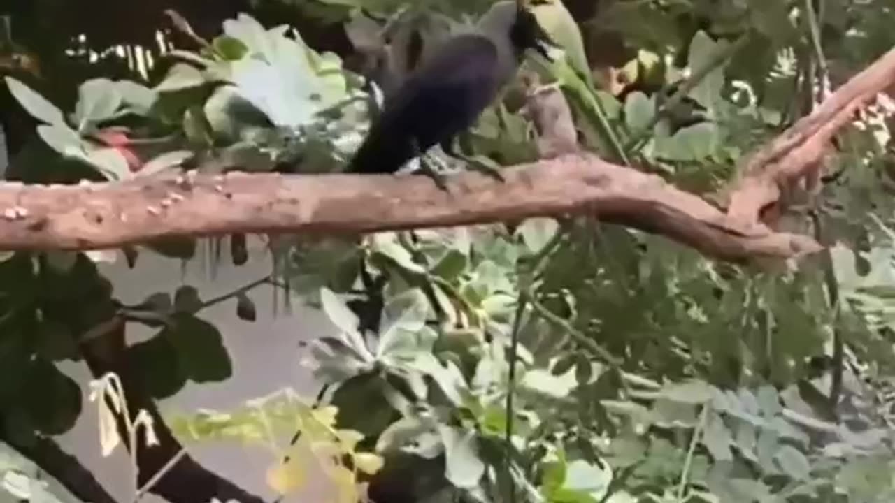 The Crow Fed The Parrot #shorts #shortvideo #video #virals #videoviral