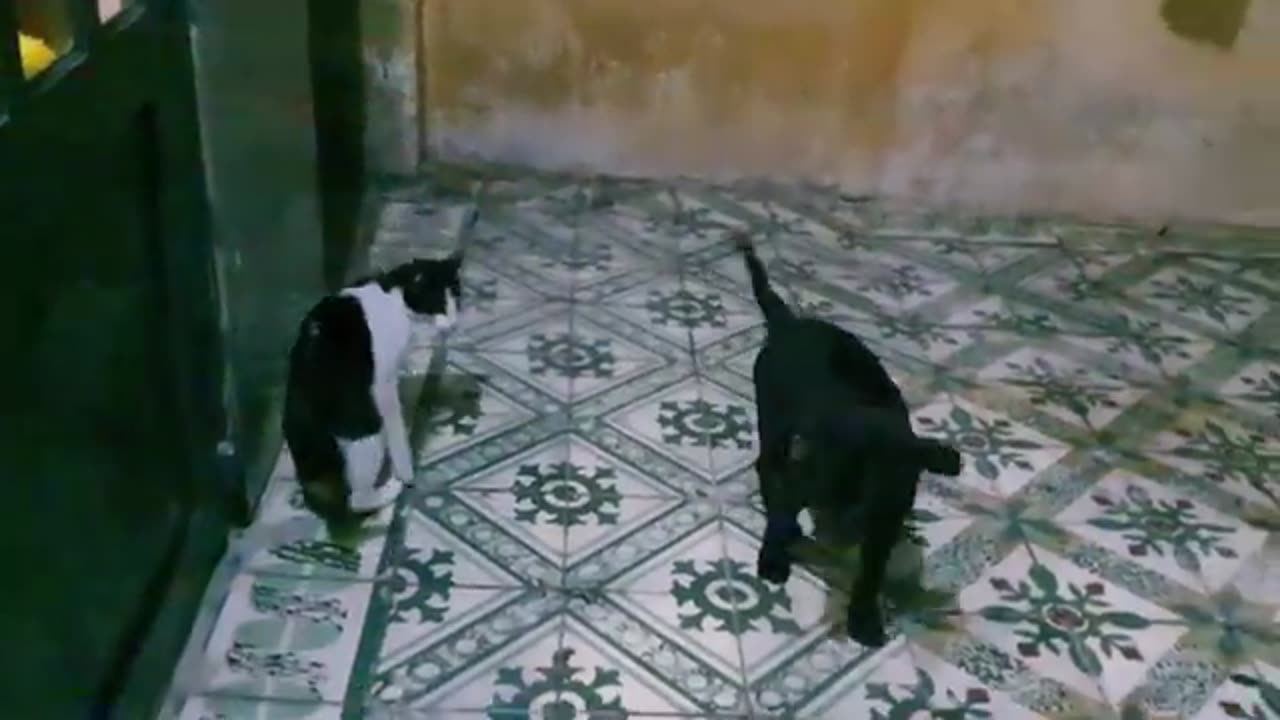 cat funny moment