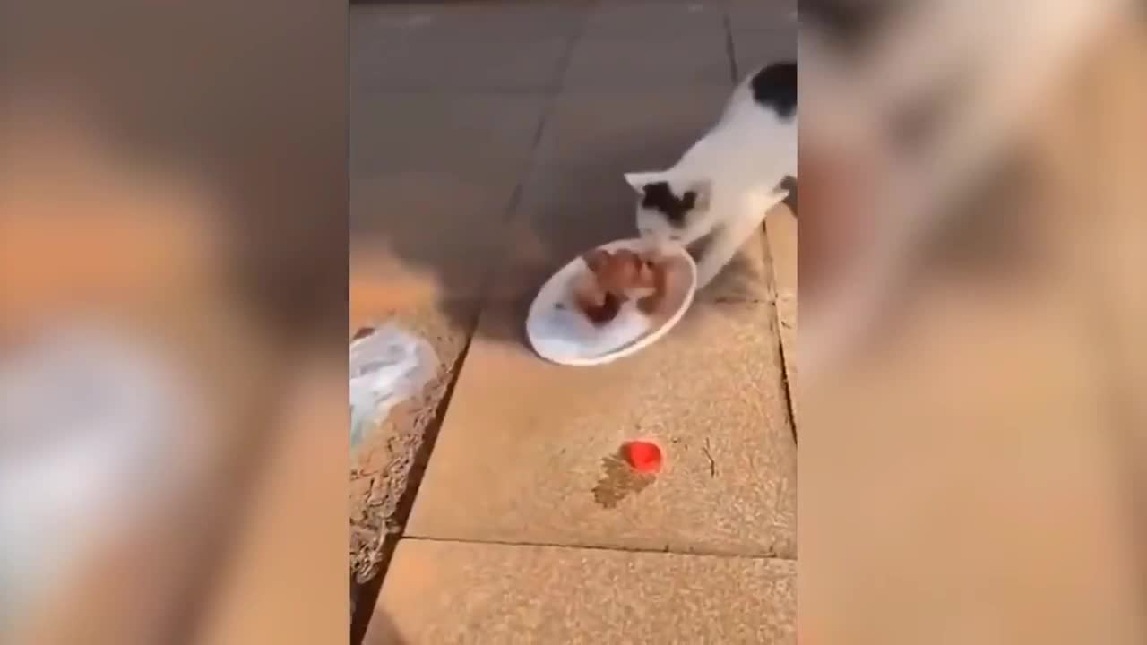 Greedy cat