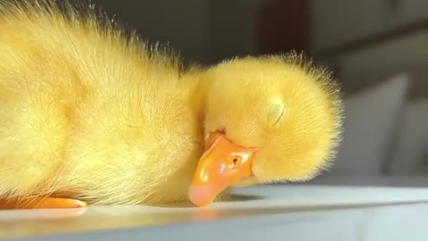 duck