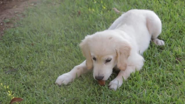 Ricette di cibo per cani fatto in casa approvate dal veterinario.