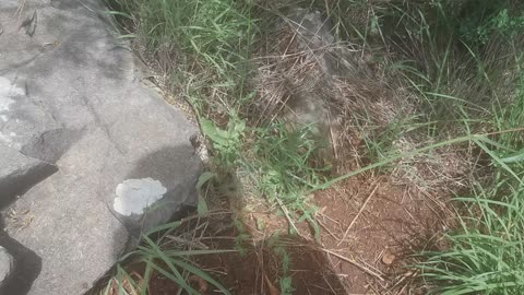 Not afraid to blow up while touching exploded ordnance but snakes?