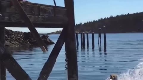 The end 😂😂😂 #funny #fails #shorts #reels #viral #humorexpose