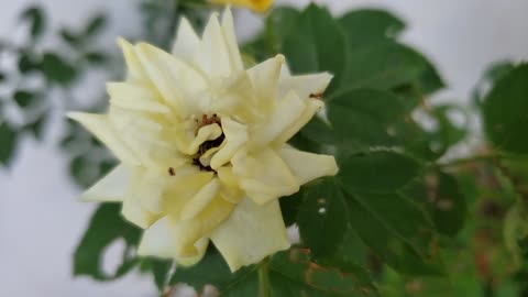 Yellow Rose Flower