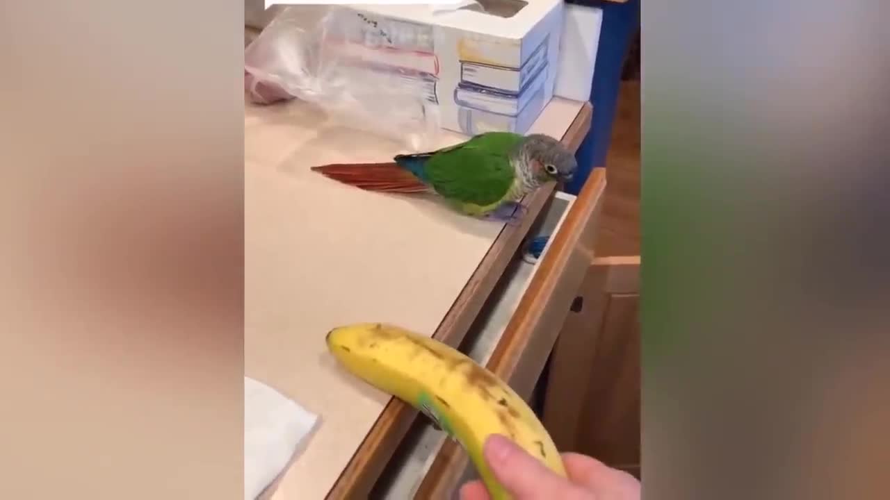 Smart And Funny Parrots Parrot Talking Videos Compilation P1 Super Dogs