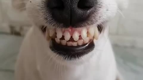 DOG FUNNY SMILE( FEDC)