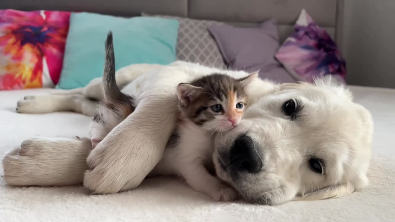 Dog And Cat Love