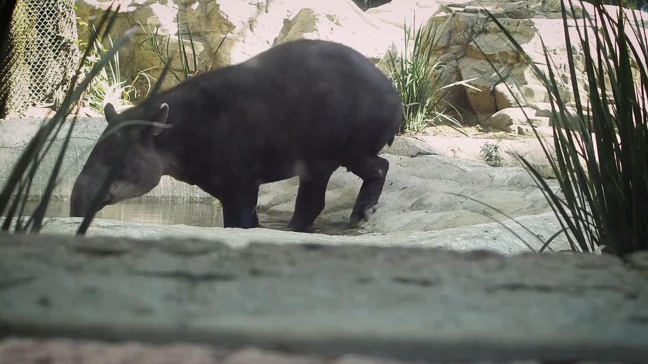 Tapir Mammal Tapirus Herbivorous Nose Footage Zoo