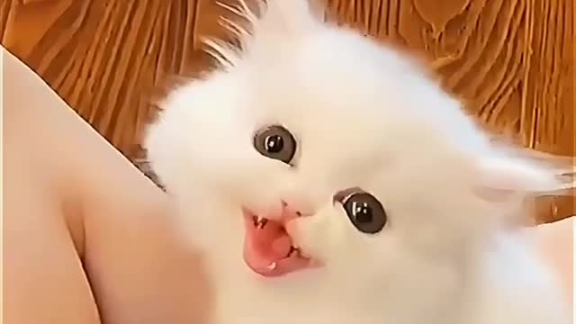 She is so cute, Pretty Cat
