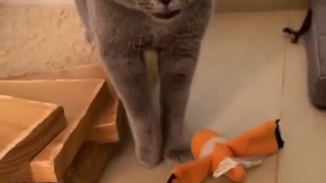 Cats song