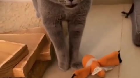 Cats song